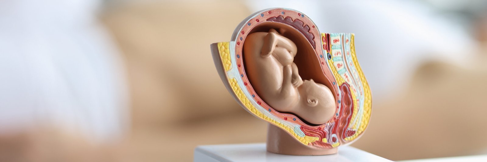 embryo-model-womans-reproductive-system-baby-belly